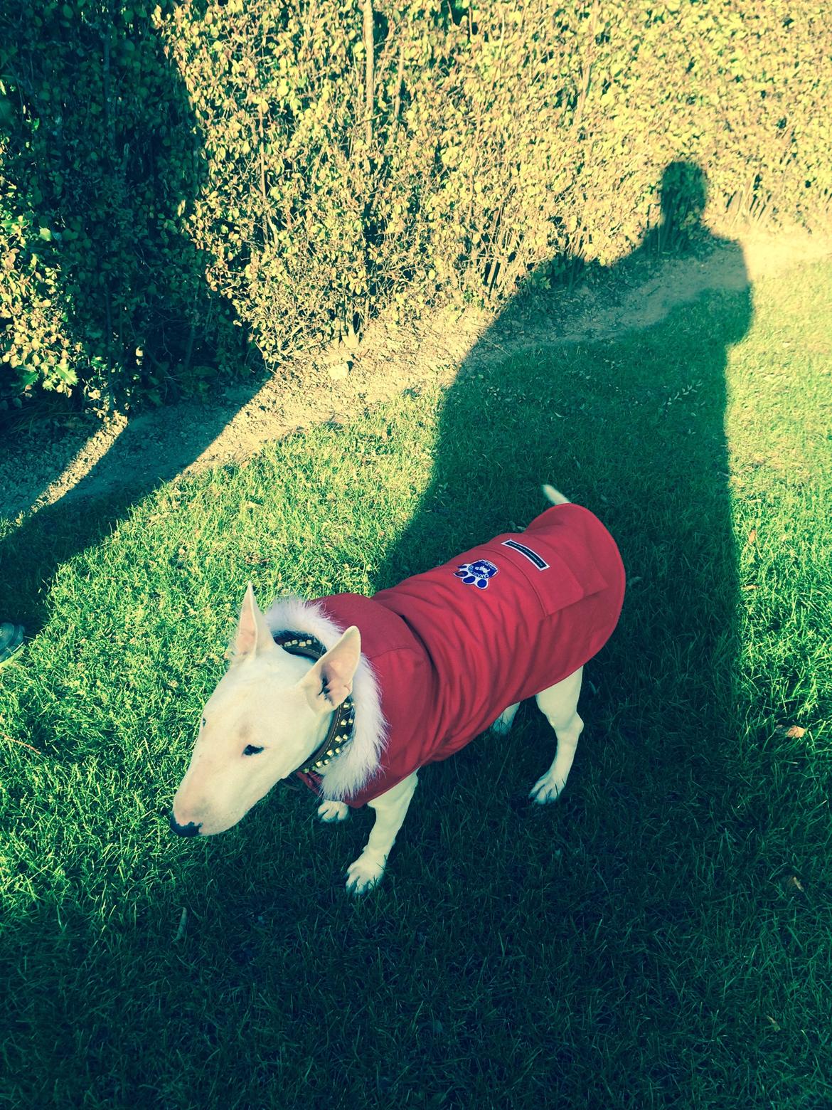 Bullterrier Ronja (Snow-princess) - Ronja i sin nye Canada Pooch billede 2