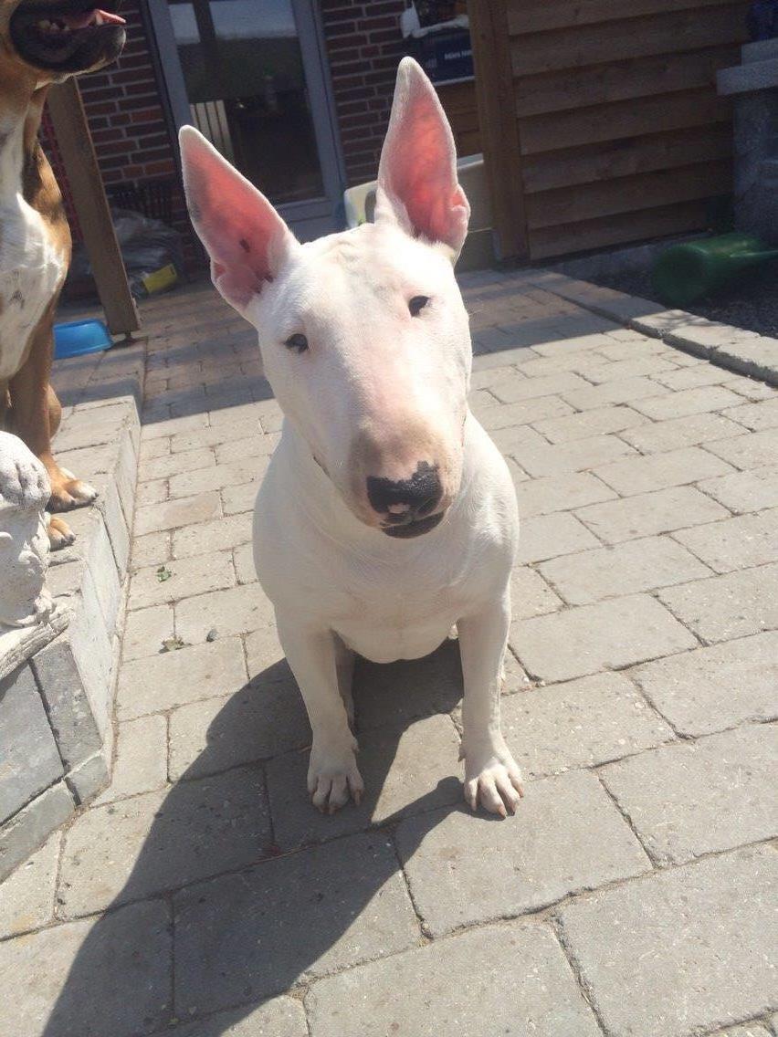 Bullterrier Ronja (Snow-princess) - Ronja er glad i det gode vejr billede 7