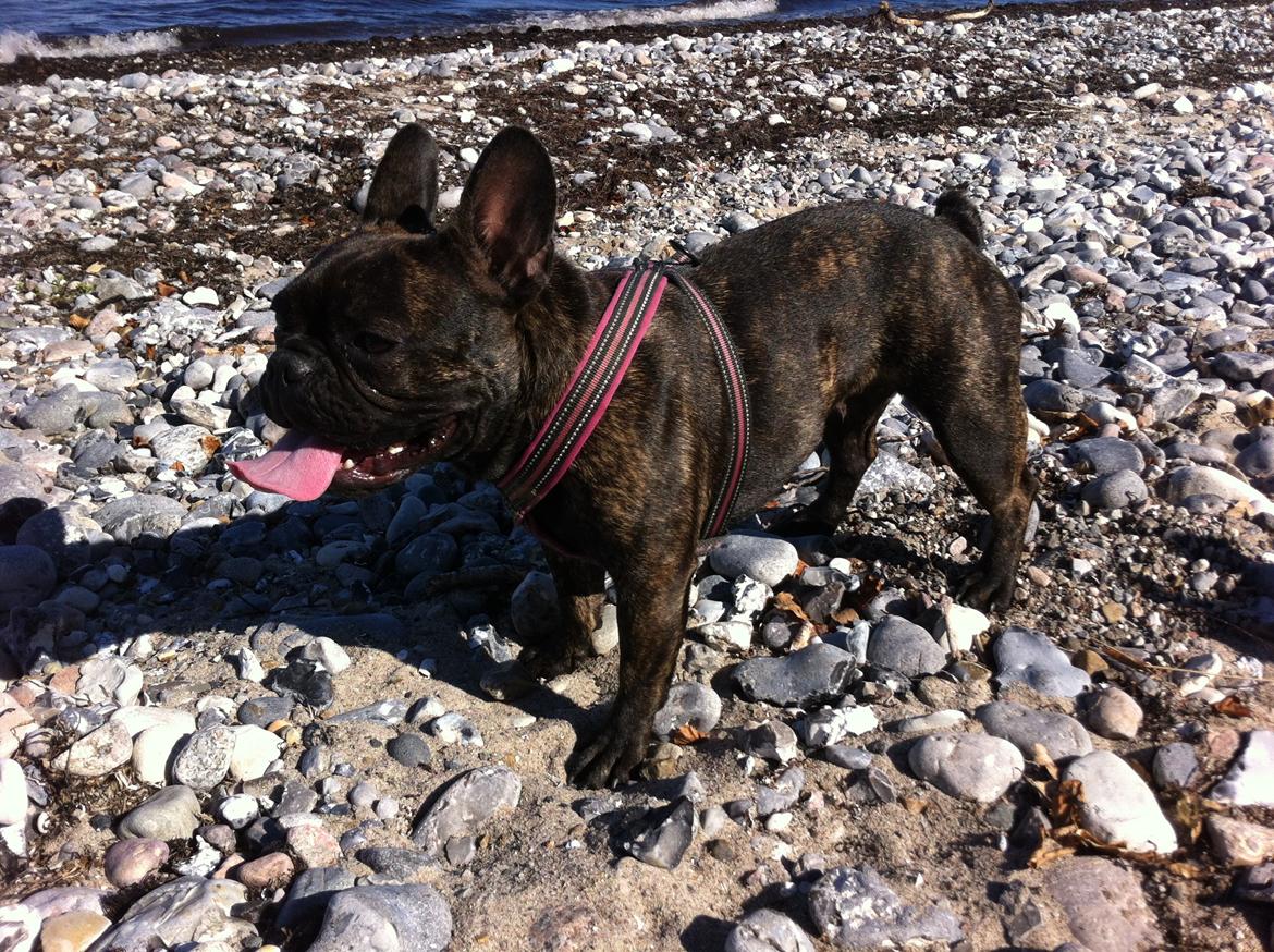 Fransk bulldog *Babette* billede 4