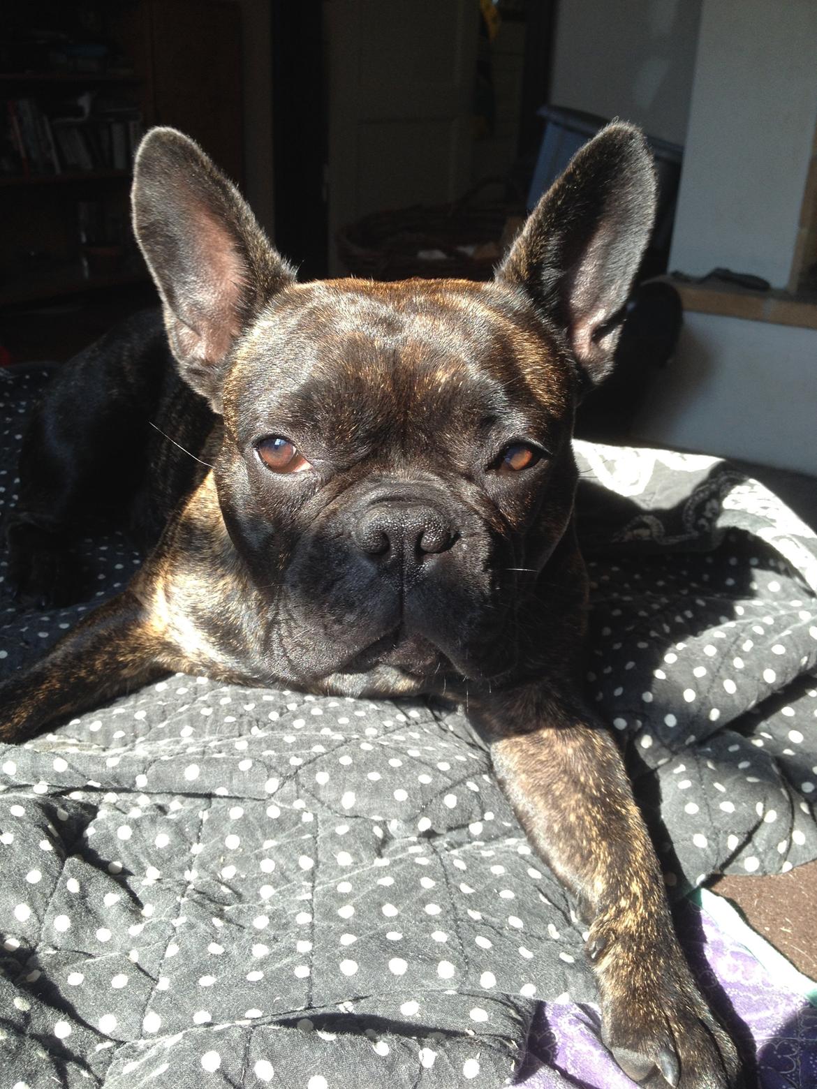 Fransk bulldog *Babette* billede 5