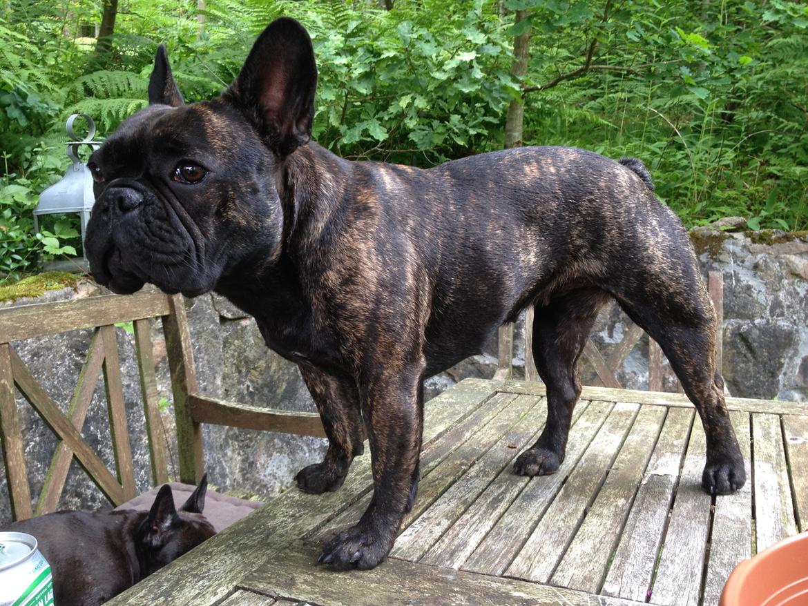 Fransk bulldog *Babette* billede 2
