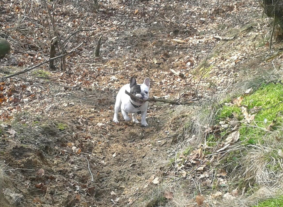 Fransk bulldog Cool Whisky. billede 2