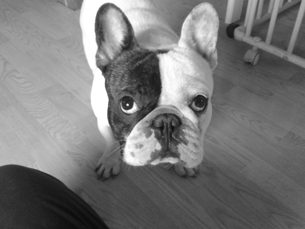 Fransk bulldog Cool Whisky. billede 3