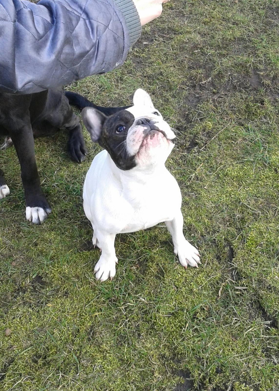 Fransk bulldog Cool Whisky. billede 4