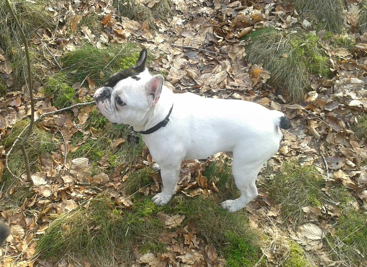 Fransk bulldog Cool Whisky. billede 5