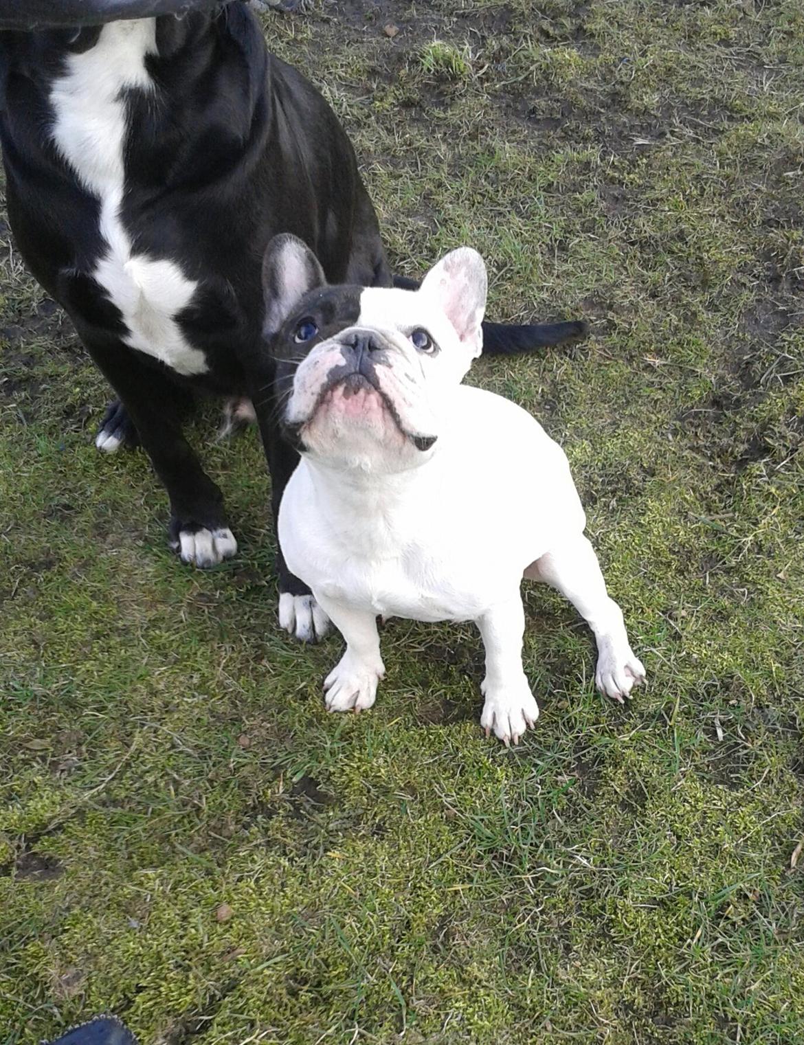 Fransk bulldog Cool Whisky. billede 6