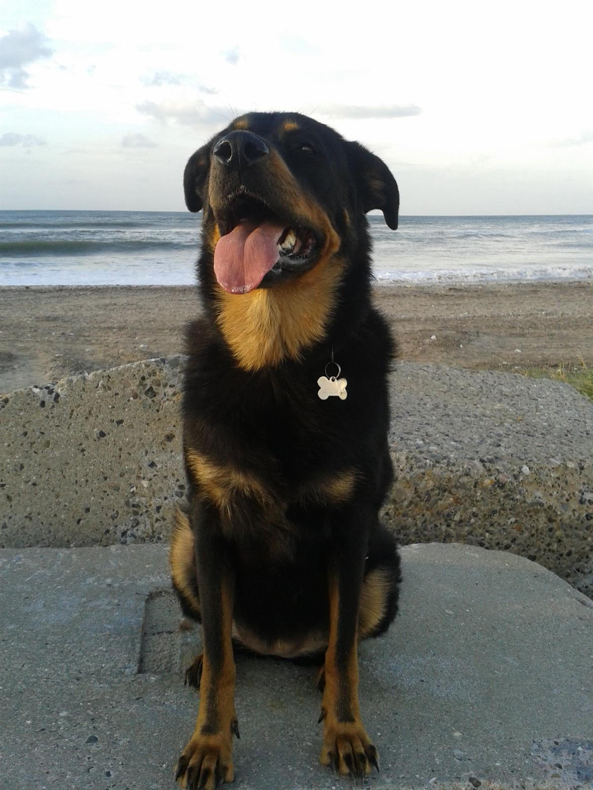 Blanding af racer Shiva billede 2