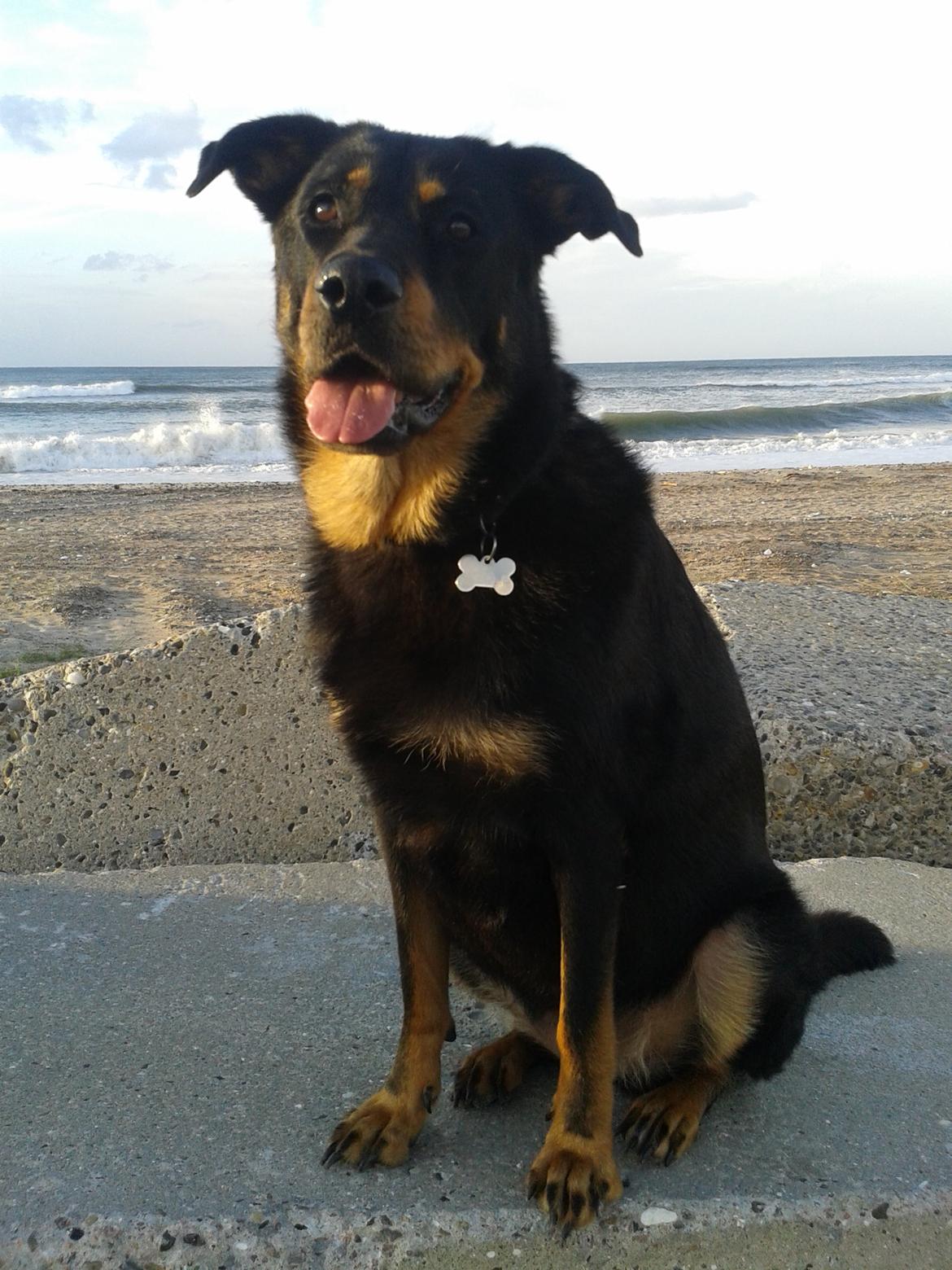 Blanding af racer Shiva billede 1