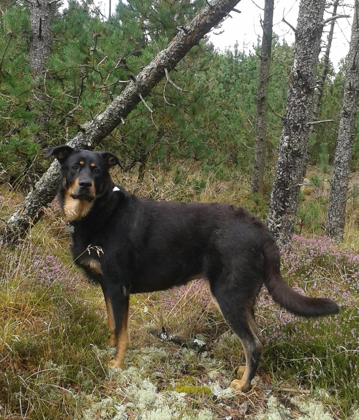 Blanding af racer Shiva billede 10