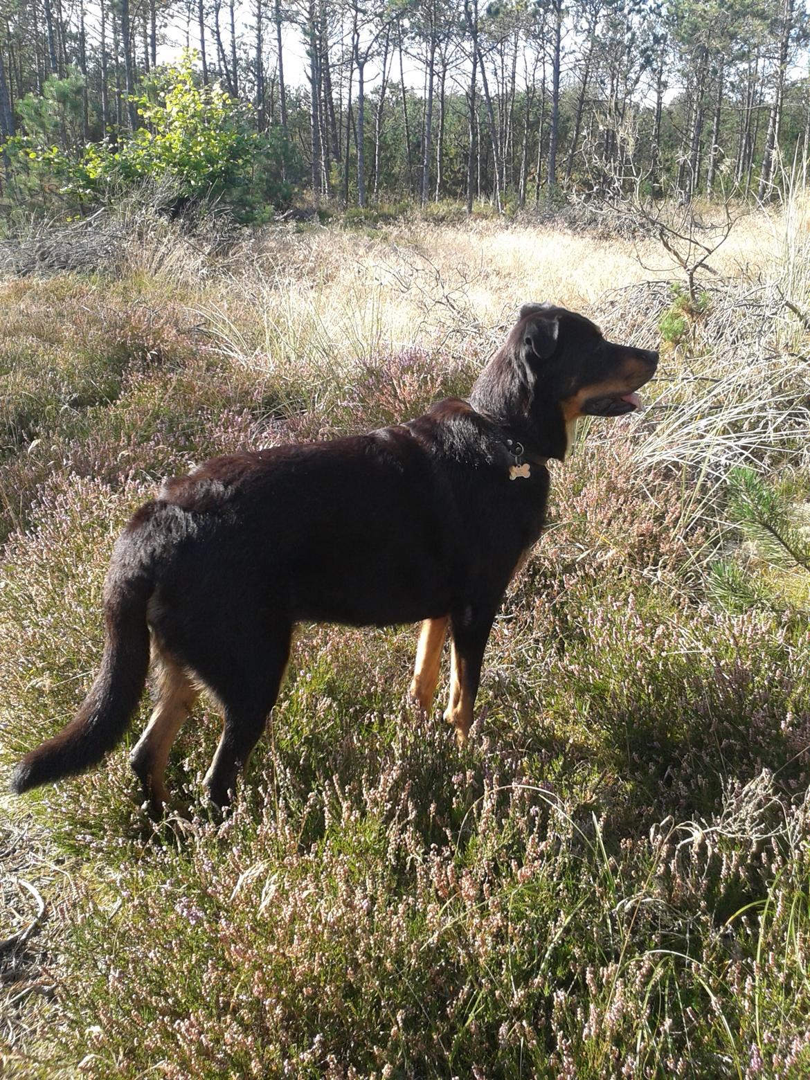 Blanding af racer Shiva billede 9