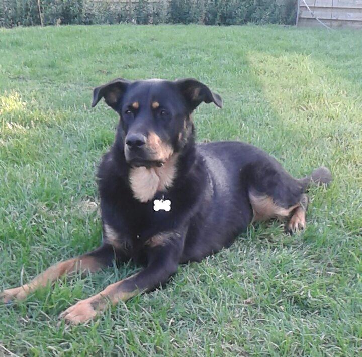 Blanding af racer Shiva billede 13