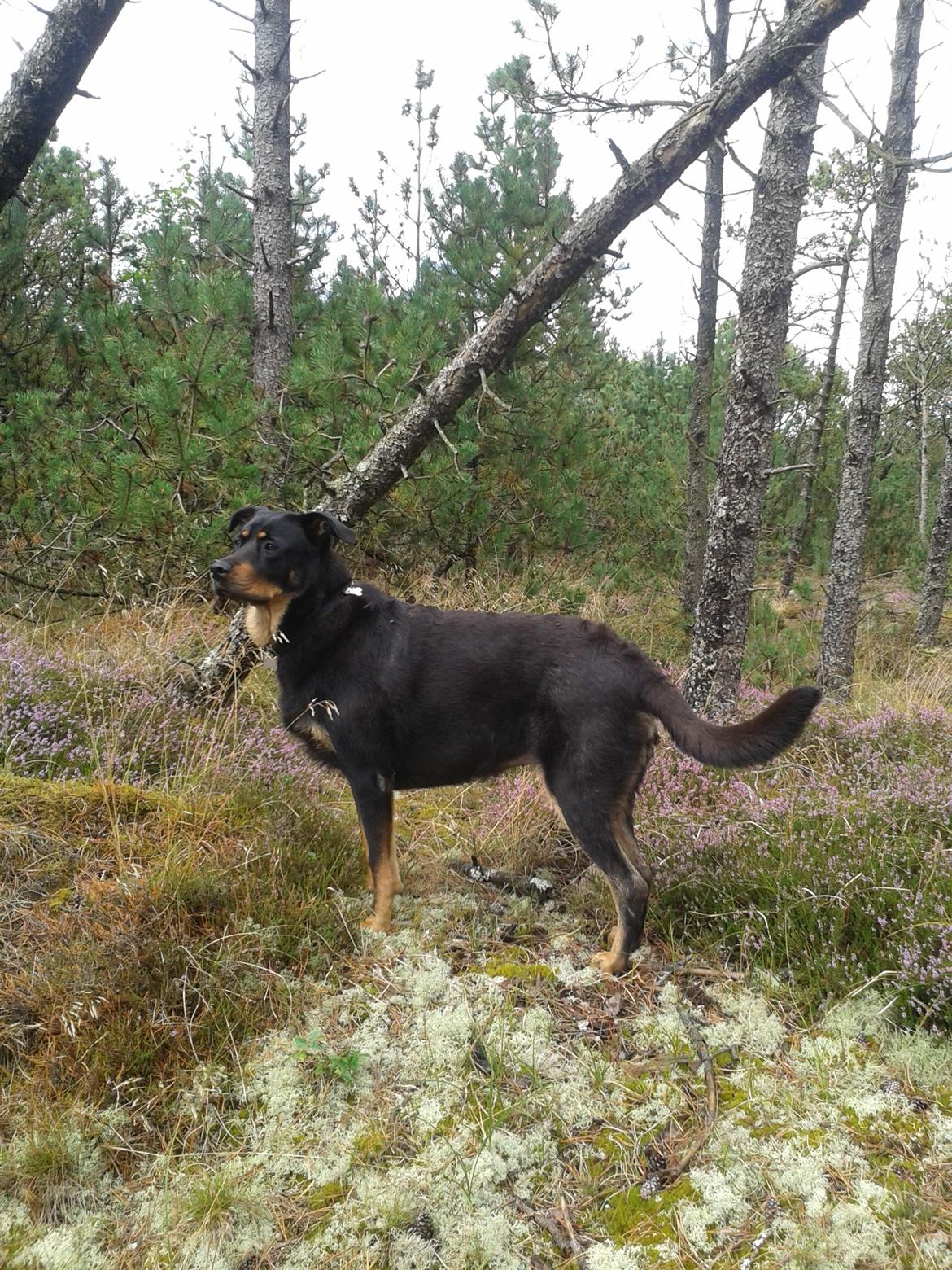 Blanding af racer Shiva billede 8