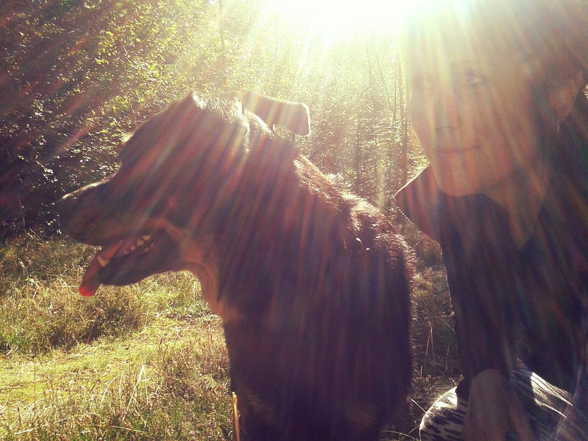 Blanding af racer Shiva billede 14