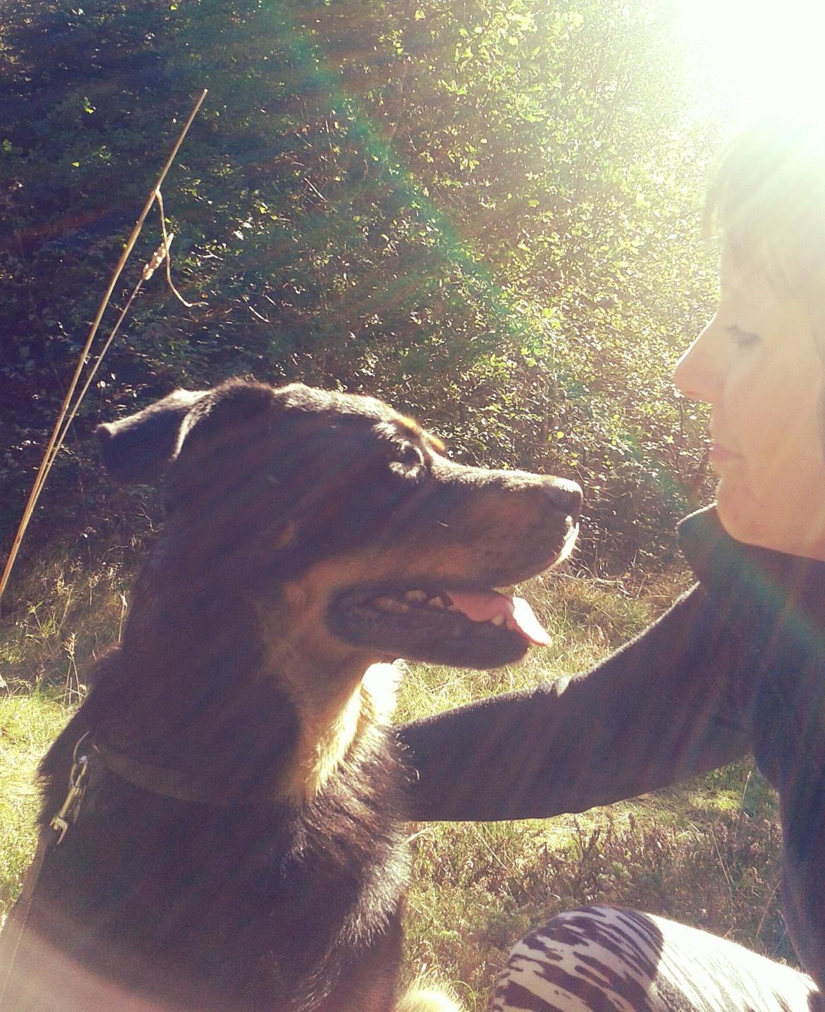 Blanding af racer Shiva billede 4