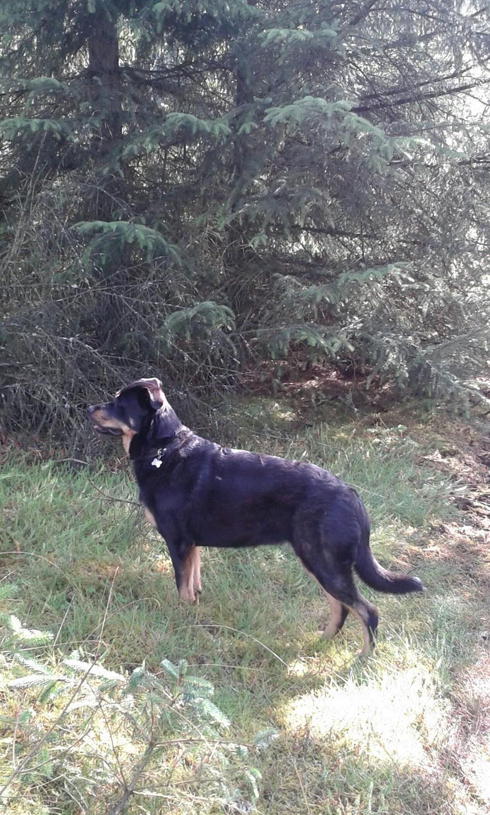 Blanding af racer Shiva billede 7