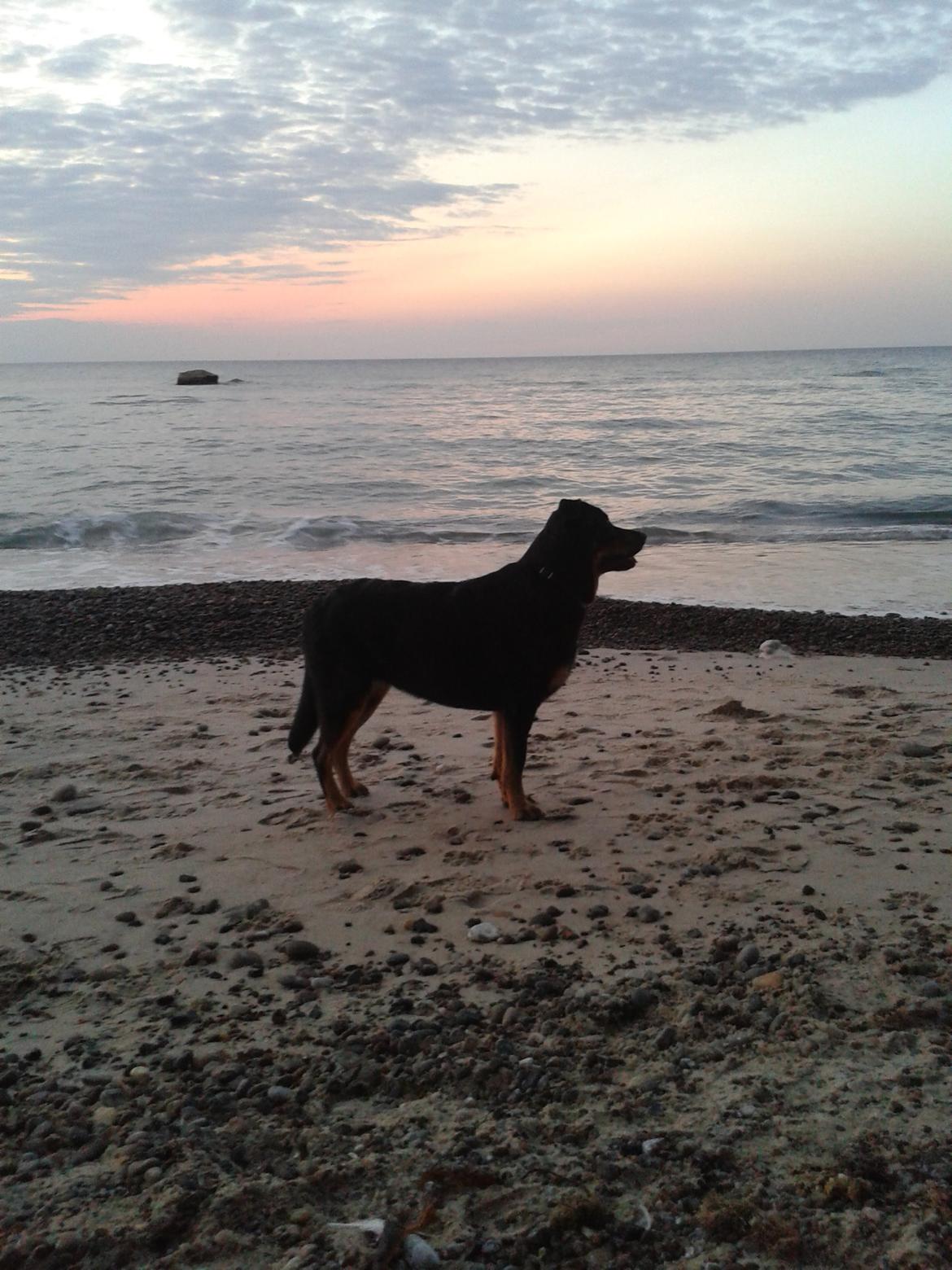 Blanding af racer Shiva billede 12