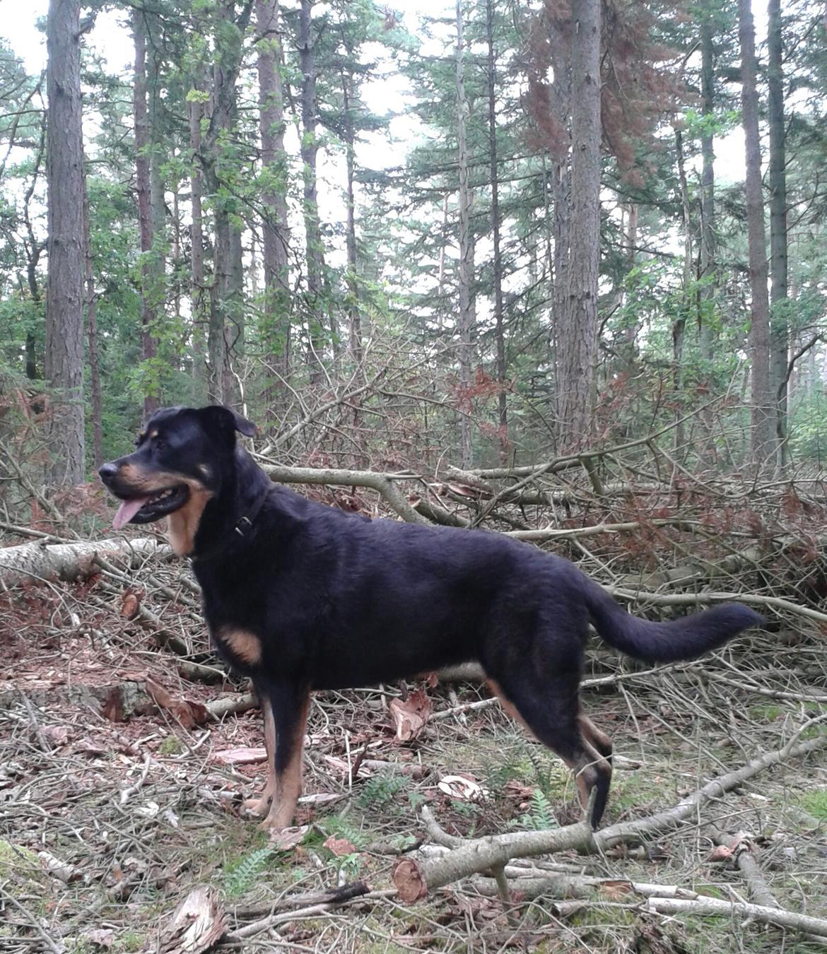 Blanding af racer Shiva billede 6