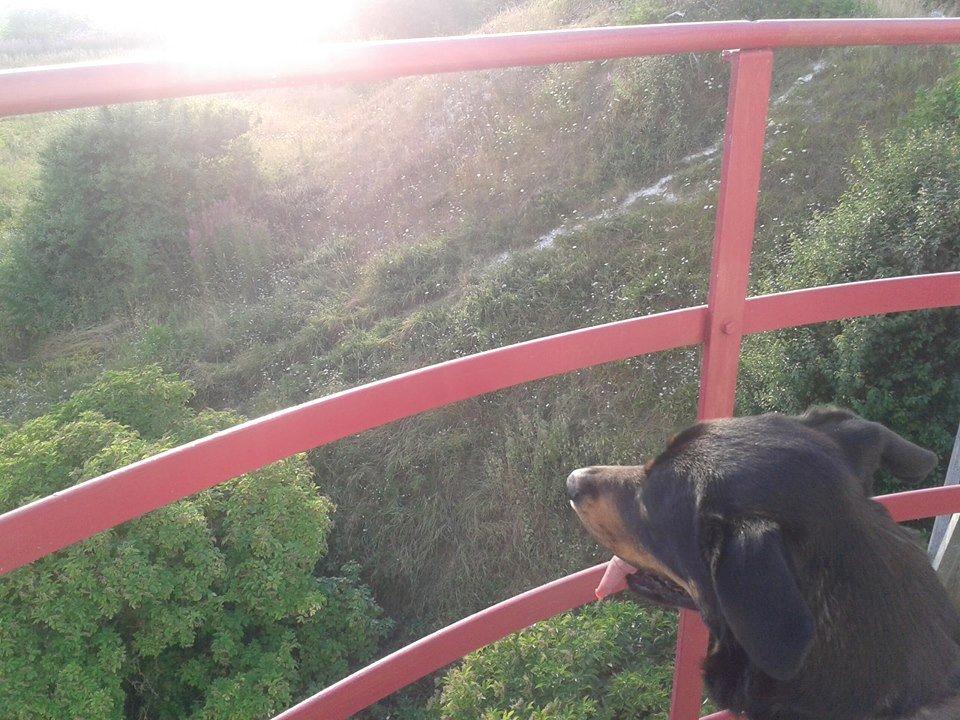 Blanding af racer Shiva billede 5