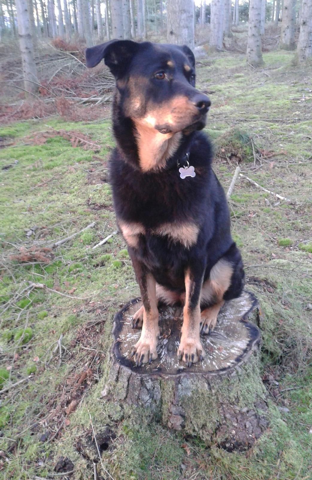 Blanding af racer Shiva billede 3