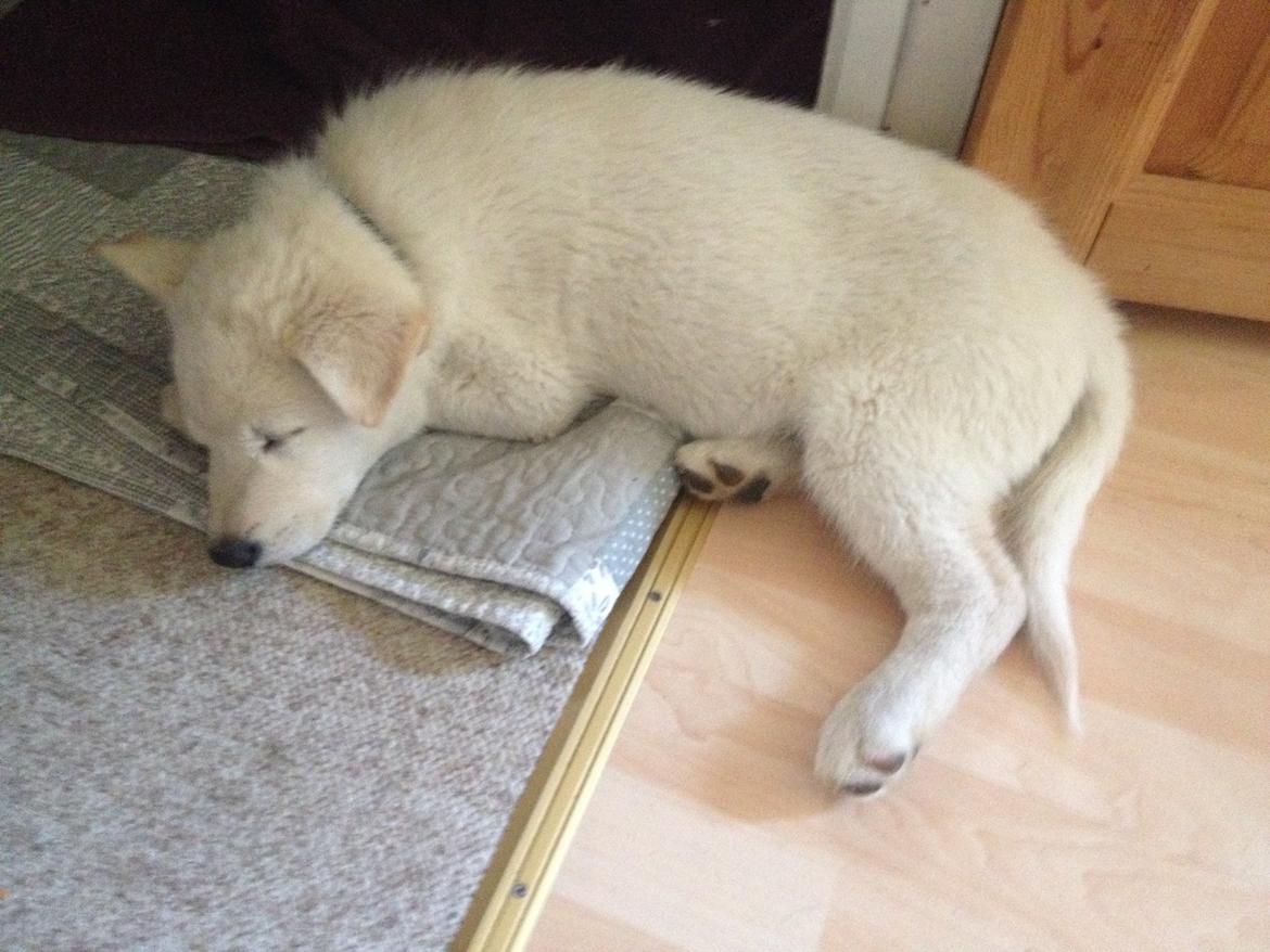 Blanding af racer Cuba, Malamute / hvid schæfer / Samojedhund - 8 uger billede 8