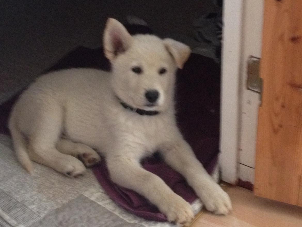 Blanding af racer Cuba, Malamute / hvid schæfer / Samojedhund - 8 uger billede 9