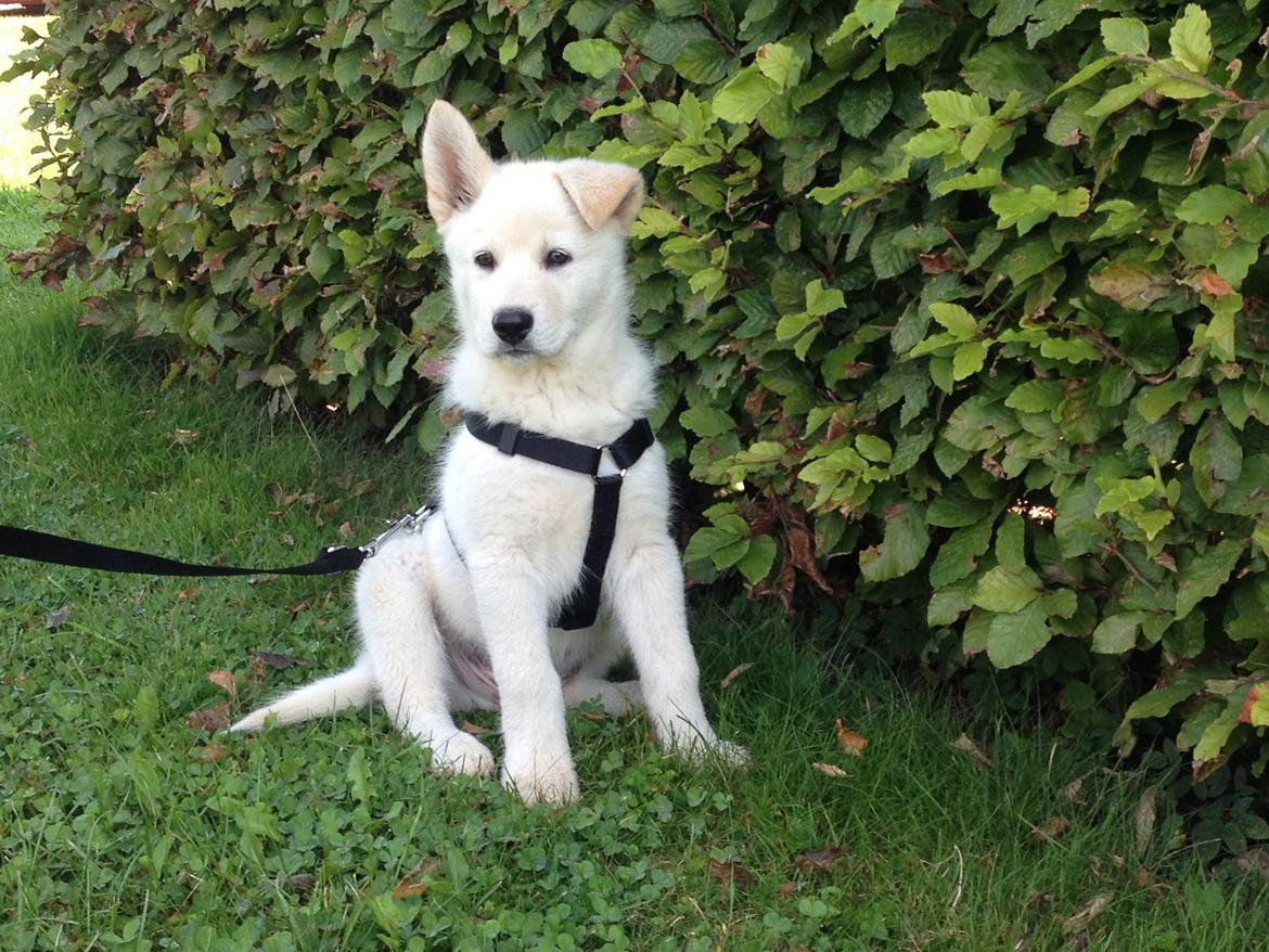 Blanding af racer Cuba, Malamute / hvid schæfer / Samojedhund - 8 uger 1.gang på tur billede 7