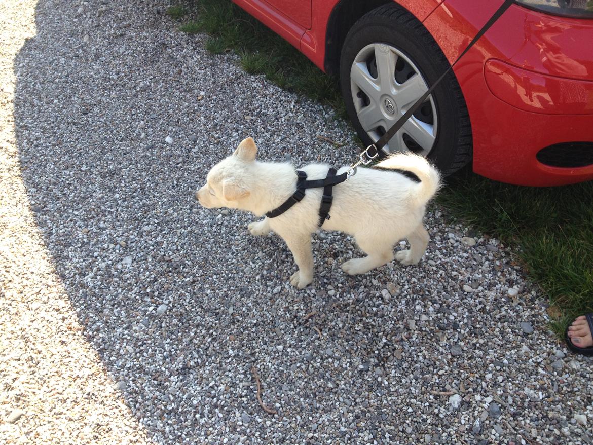 Blanding af racer Cuba, Malamute / hvid schæfer / Samojedhund - 8 uger 1.gang på tur billede 6