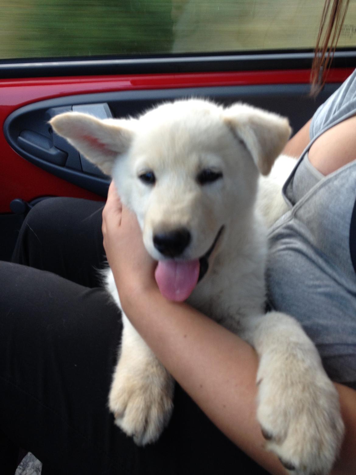 Blanding af racer Cuba, Malamute / hvid schæfer / Samojedhund - 8 uger. på vej til mit nye hjem billede 5