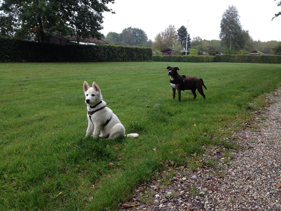 Blanding af racer Cuba, Malamute / hvid schæfer / Samojedhund - 9 uger, er sammen med Bella billede 11