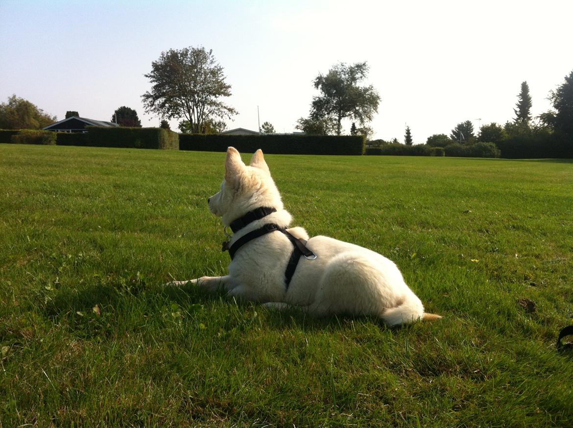 Blanding af racer Cuba, Malamute / hvid schæfer / Samojedhund - 10 uger billede 12