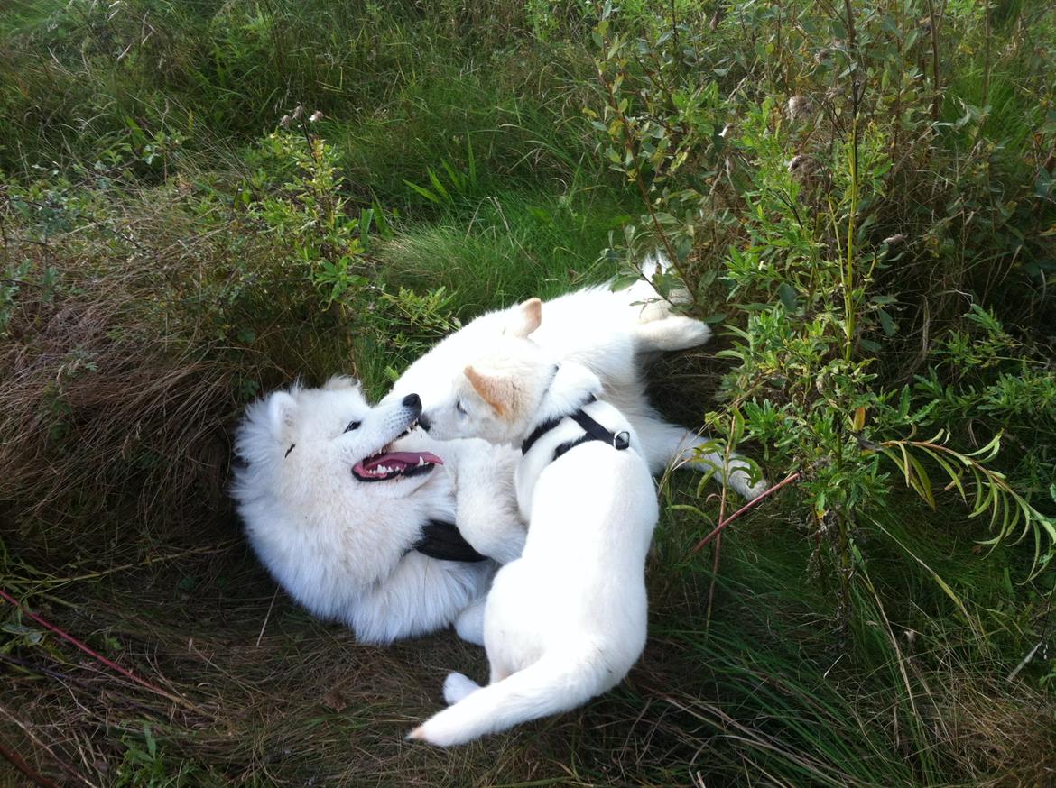 Blanding af racer Cuba, Malamute / hvid schæfer / Samojedhund - 11 uger, leger med Turbo, han er Samojede billede 14