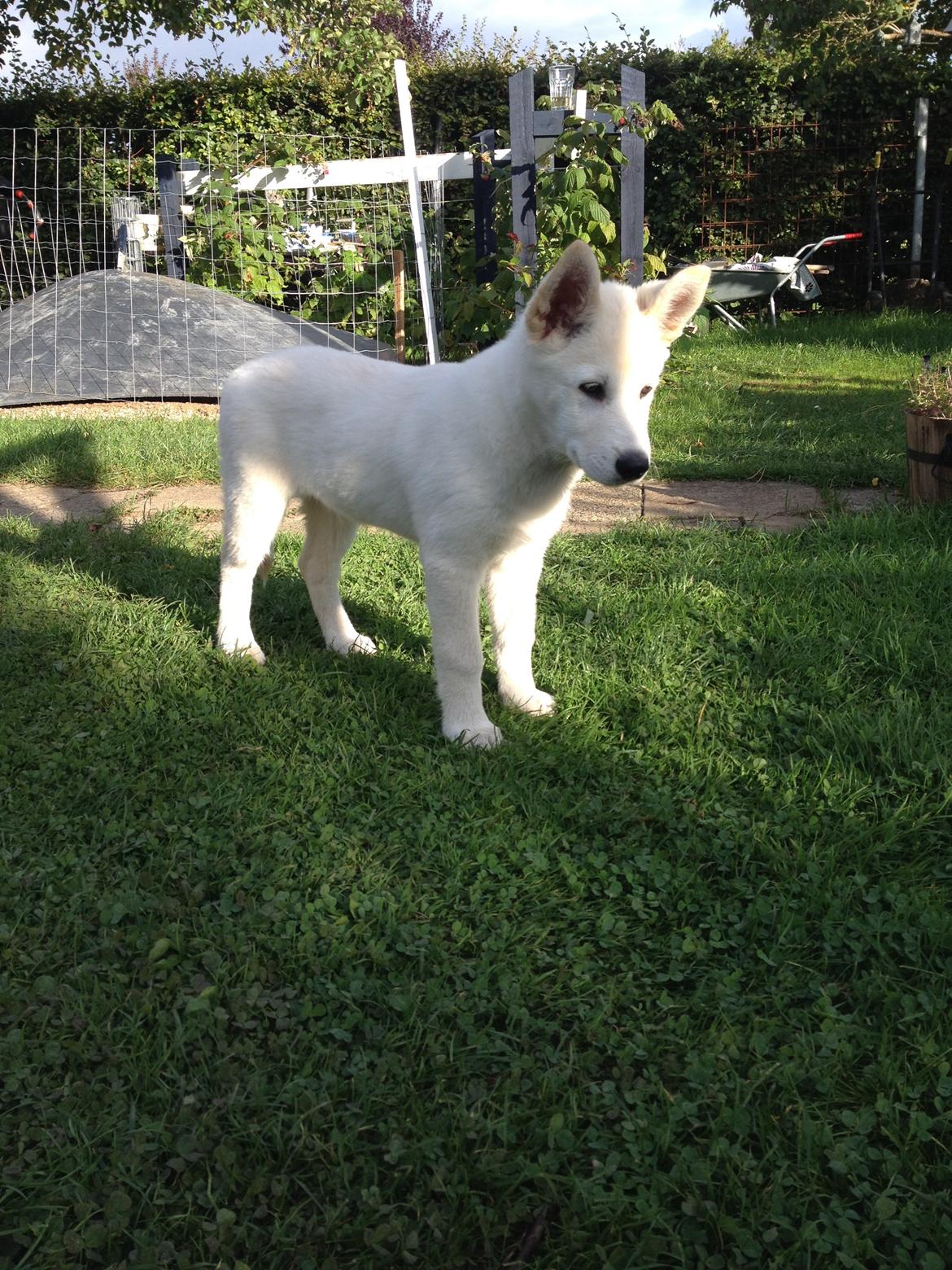 Blanding af racer Cuba, Malamute / hvid schæfer / Samojedhund - 11 uger billede 18