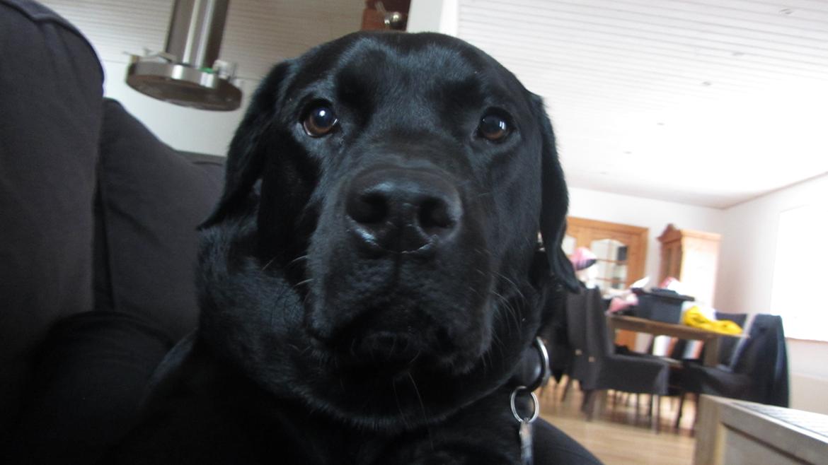 Labrador retriever Elvis billede 10