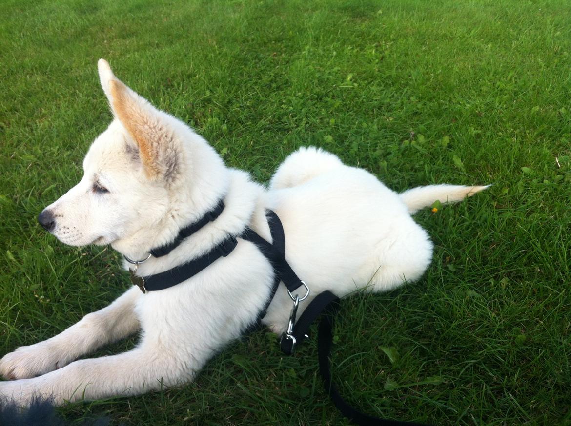 Blanding af racer Cuba, Malamute / hvid schæfer / Samojedhund - 11 uger billede 13
