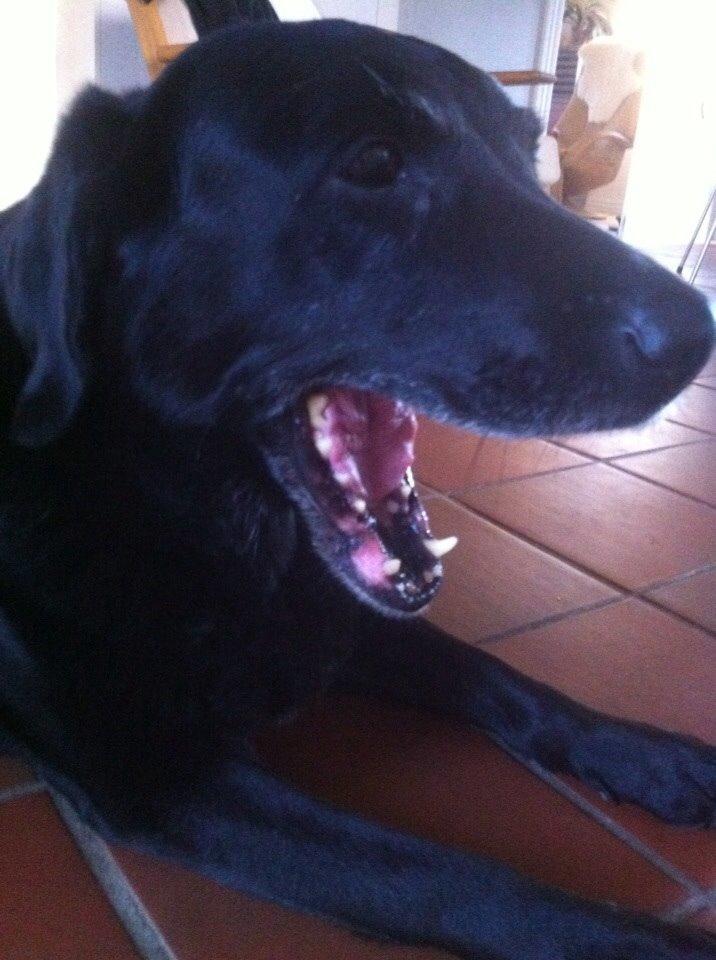 Labrador retriever Sif billede 2