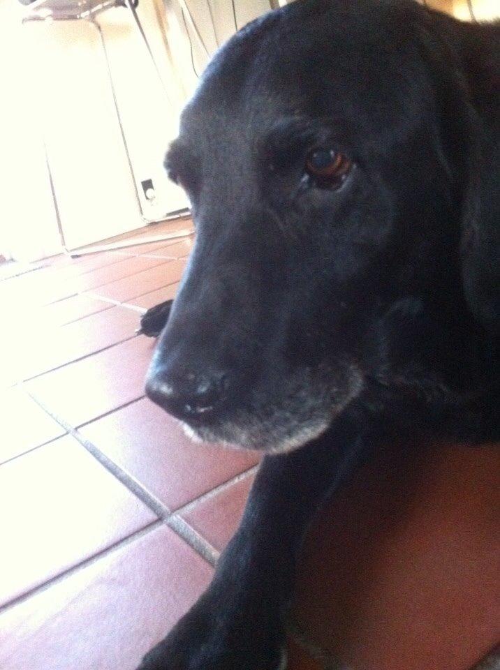 Labrador retriever Sif billede 3