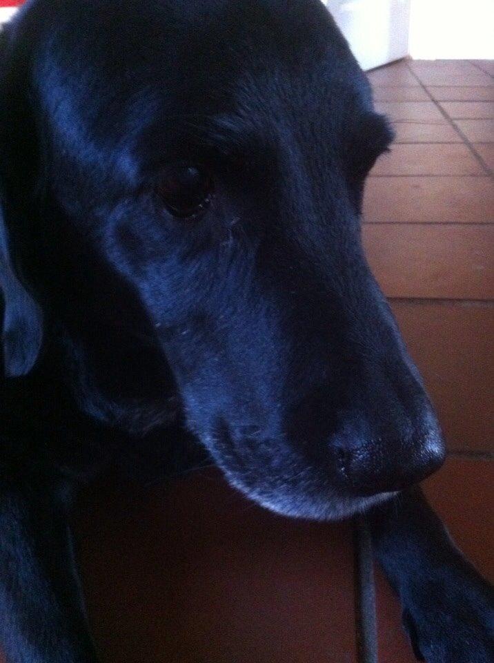 Labrador retriever Sif billede 4