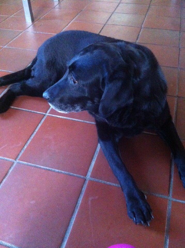 Labrador retriever Sif billede 5