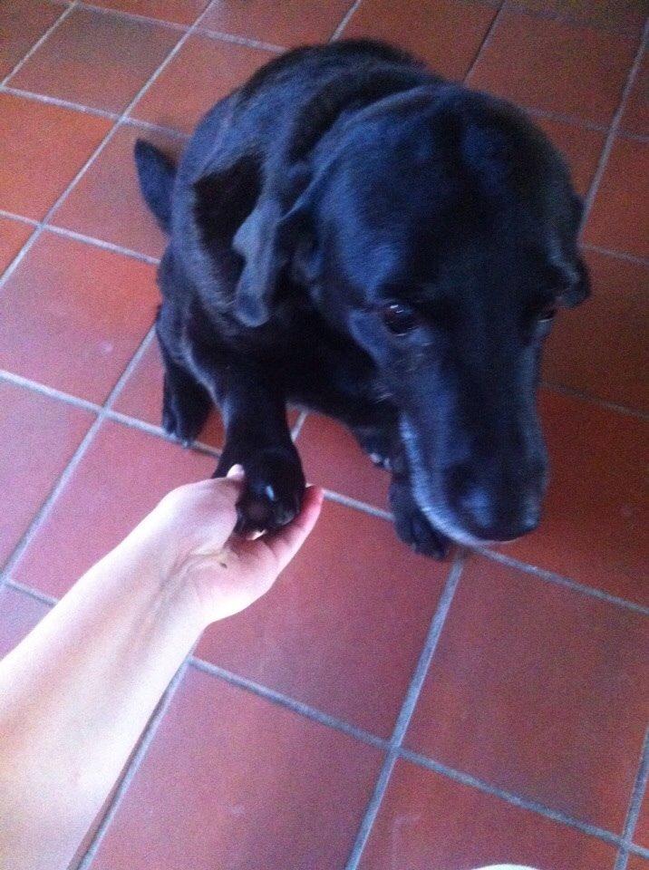 Labrador retriever Sif billede 6