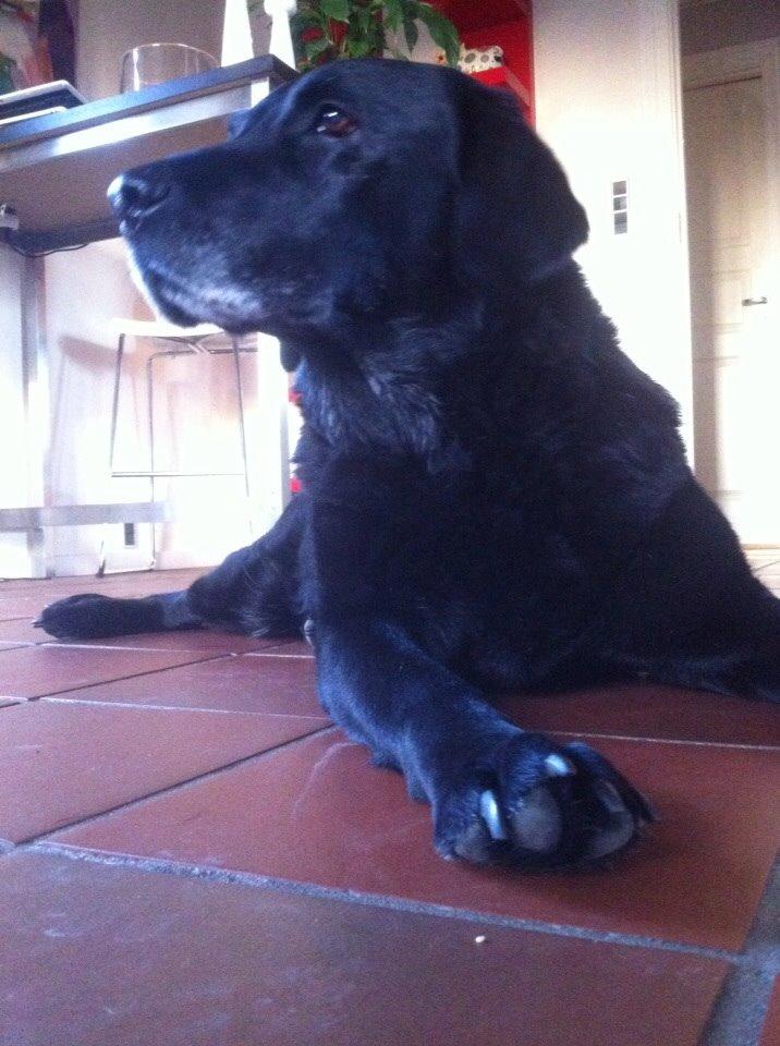 Labrador retriever Sif billede 7