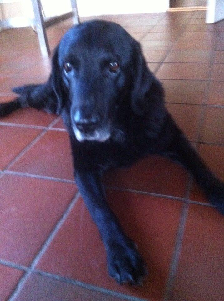 Labrador retriever Sif billede 8