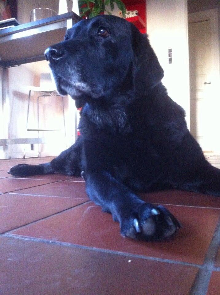 Labrador retriever Sif billede 9