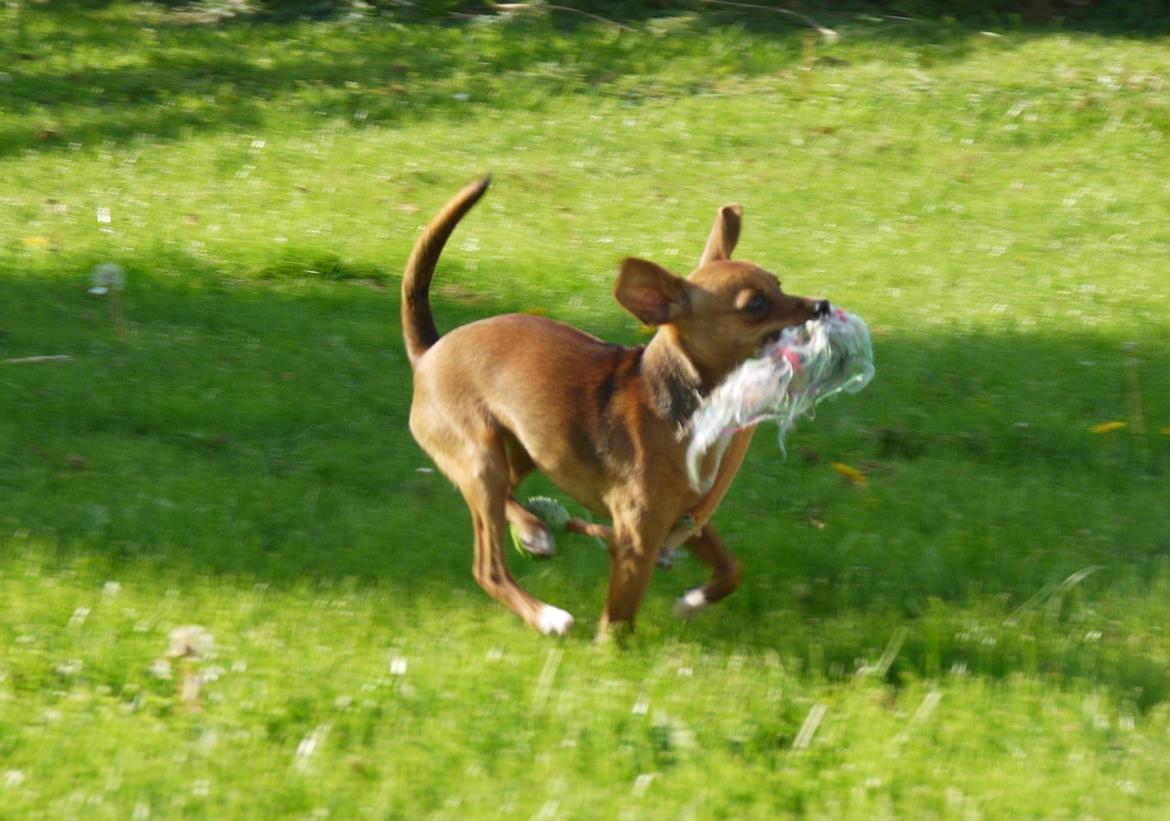 Blanding af racer Dipsy - 6,5 mdr  billede 12