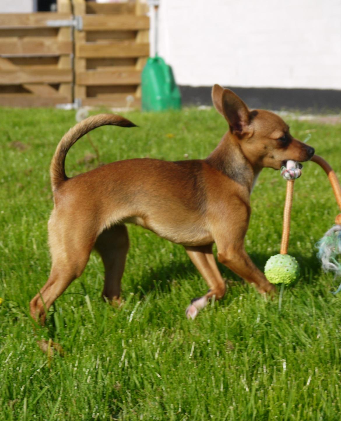 Blanding af racer Dipsy - Dipsy, 6,5 mdr billede 7