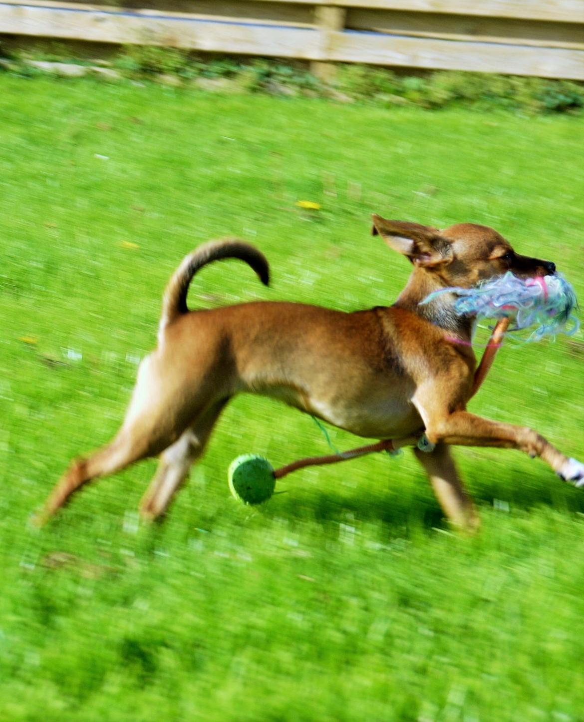 Blanding af racer Dipsy - 6,5 mdr, med sin bold  billede 24