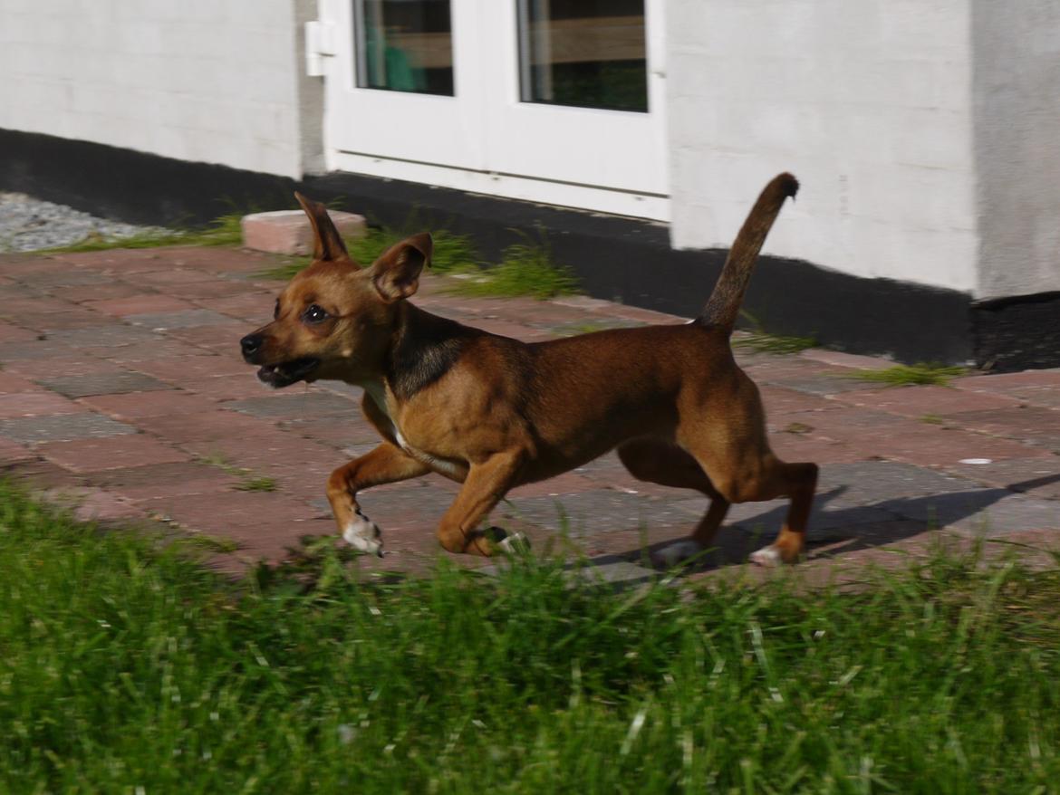 Blanding af racer Dipsy - 6,5 mdr, i fuld firspring! billede 11