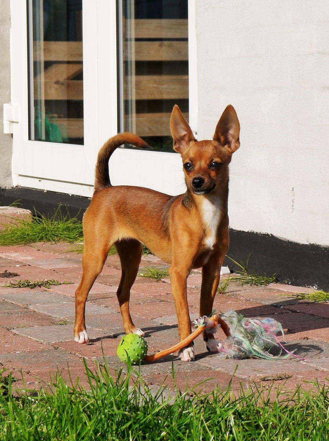 Blanding af racer Dipsy - 6,5 mdr - min smukke pige! billede 3