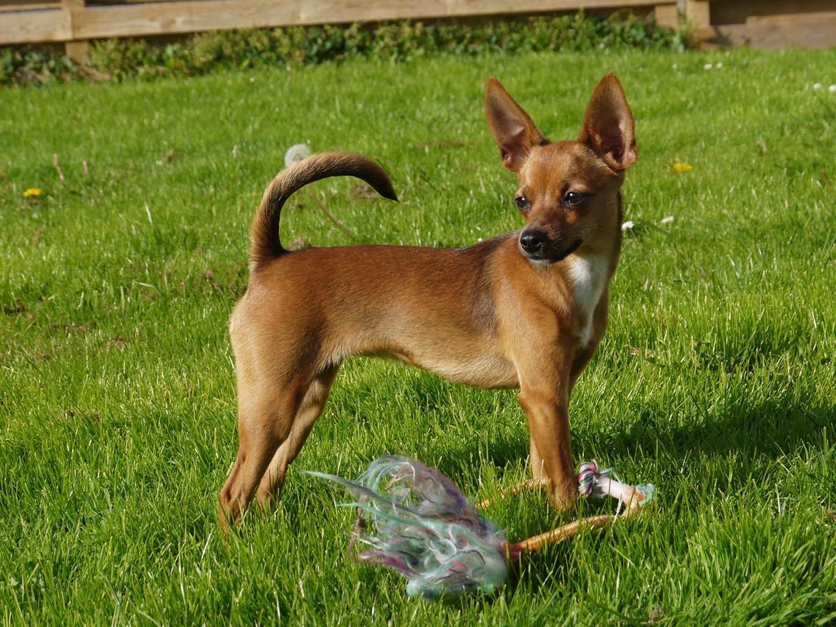 Blanding af racer Dipsy - Smukke hund, hun er sku faldet godt ud. Her 6,5 mdr. billede 4