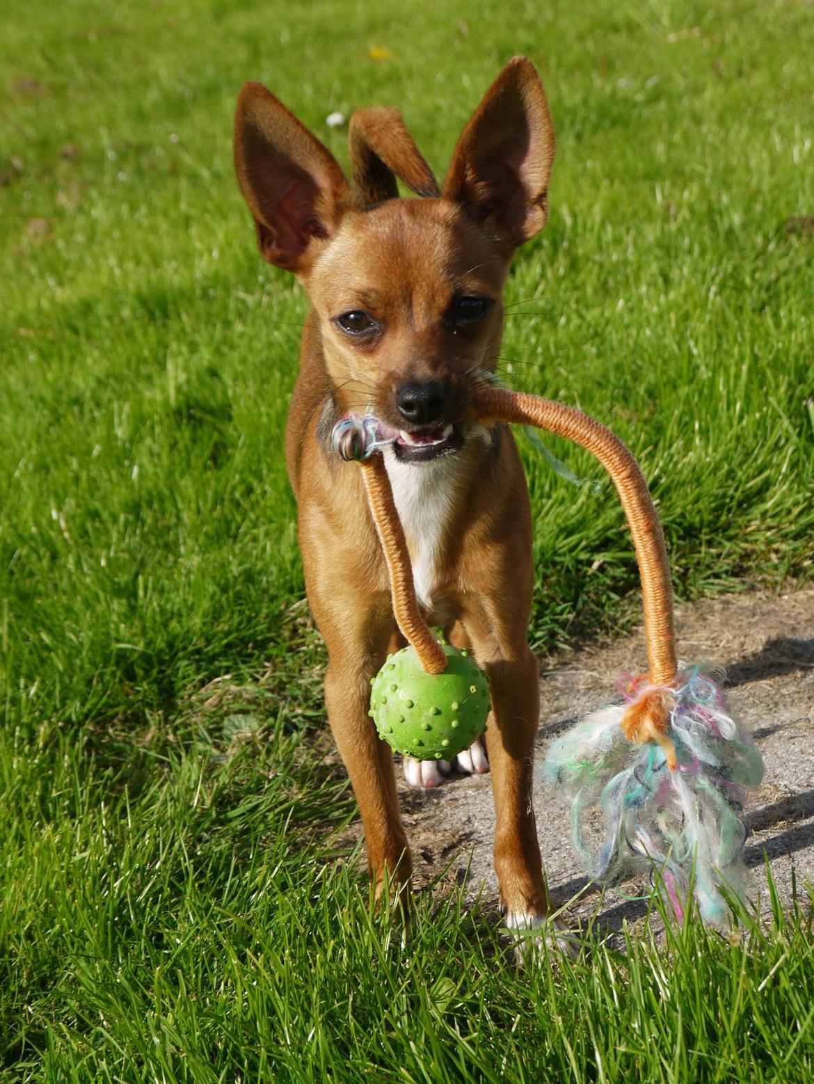 Blanding af racer Dipsy - Min bandit, 6,5 mdr. billede 19