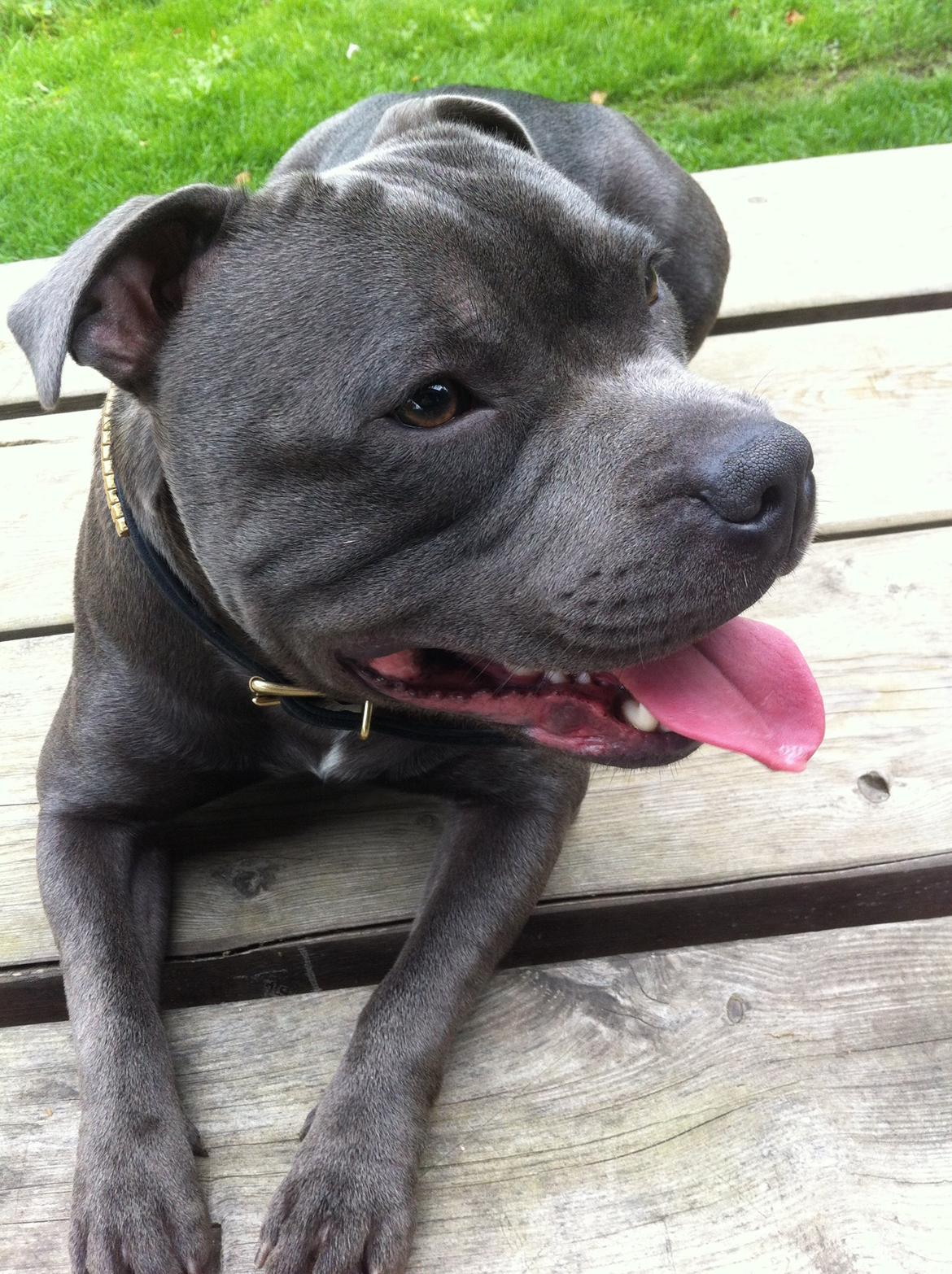 Staffordshire bull terrier Herman billede 23